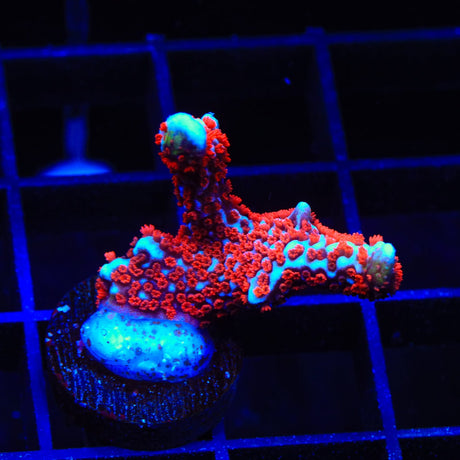 Bubblegum Digitata Montipora Coral