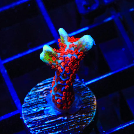 Bubblegum Digitata Montipora Coral