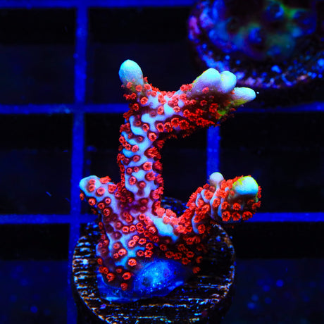 Bubblegum Digitata Montipora Coral