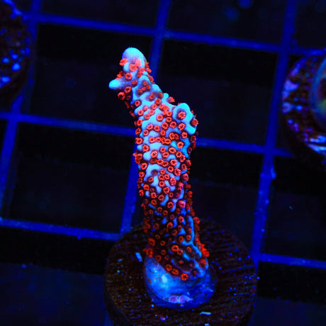 Bubblegum Digitata Montipora Coral