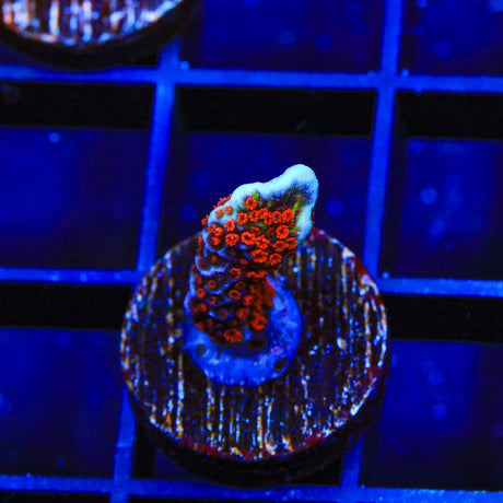 Bubblegum Digitata Montipora Coral