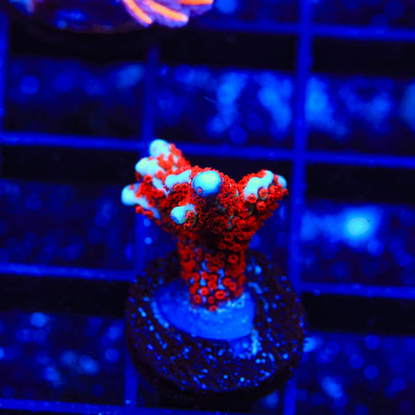 Bubblegum Digitata Montipora Coral