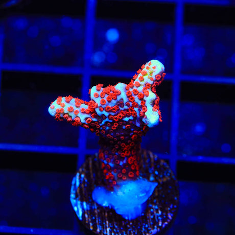 Bubblegum Digitata Montipora Coral