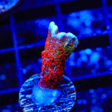 Bubblegum Digitata Montipora Coral
