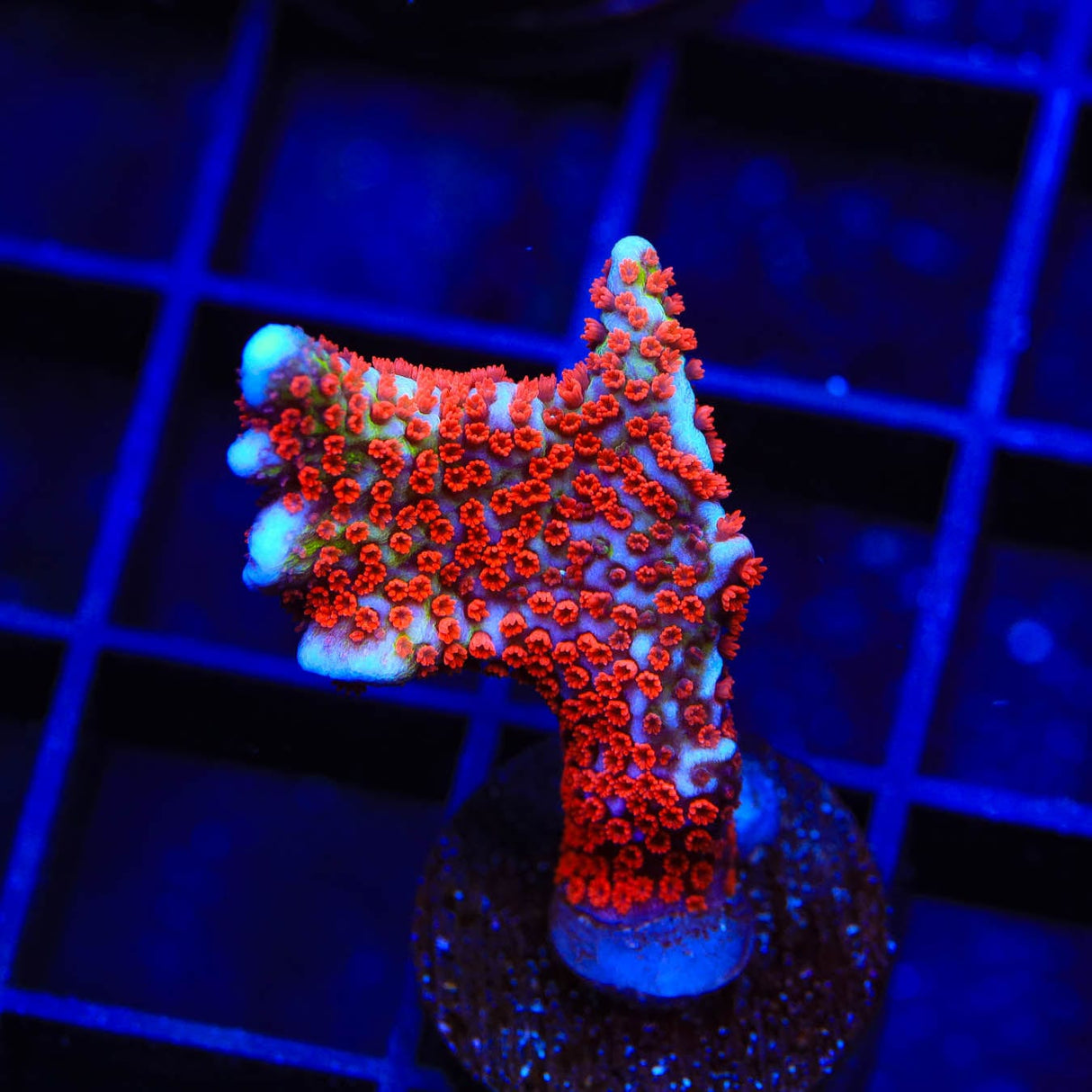 Bubblegum Digitata Montipora Coral