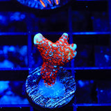 Bubblegum Digitata Montipora Coral