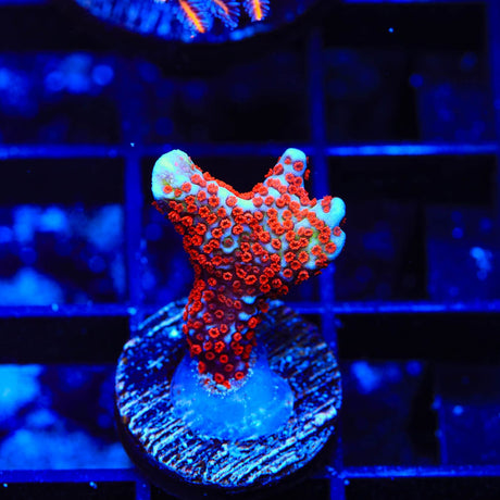 Bubblegum Digitata Montipora Coral