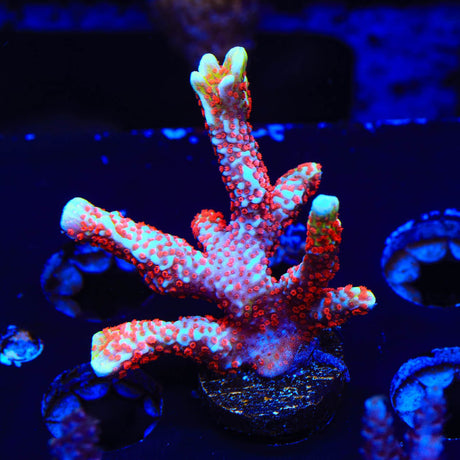Bubblegum Digitata Montipora Coral