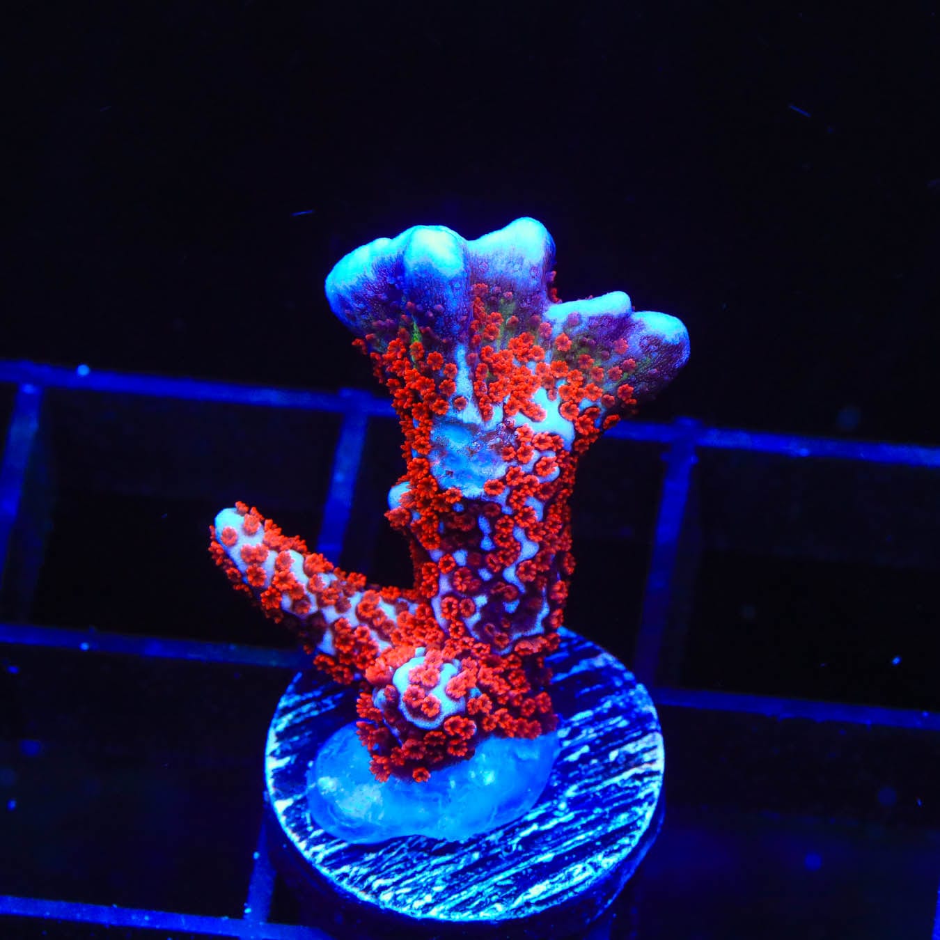 Bubblegum Digitata Montipora Coral