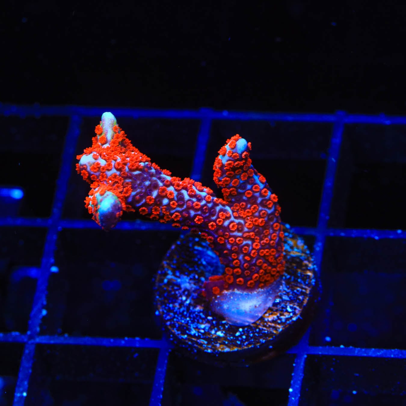 Bubblegum Digitata Montipora Coral