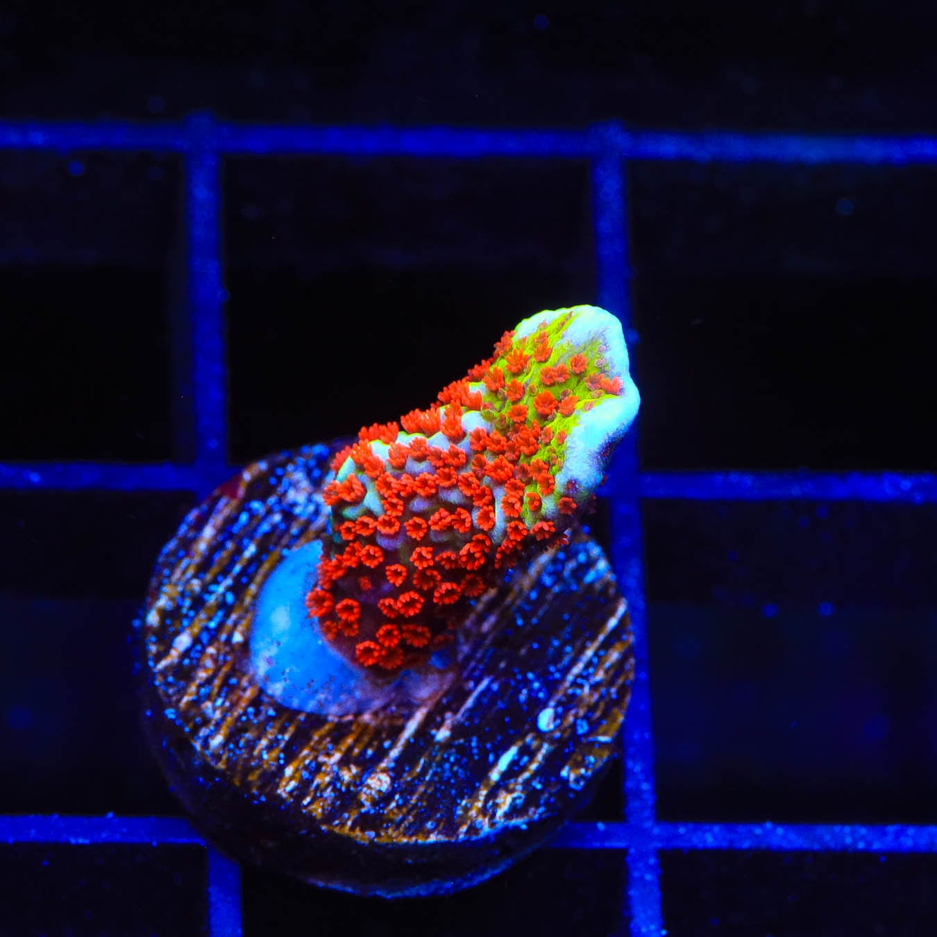 Bubblegum Digitata Montipora Coral