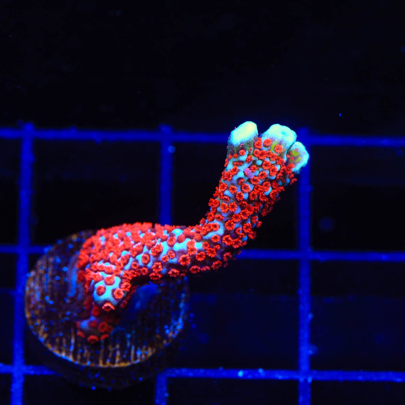 Bubblegum Digitata Montipora Coral