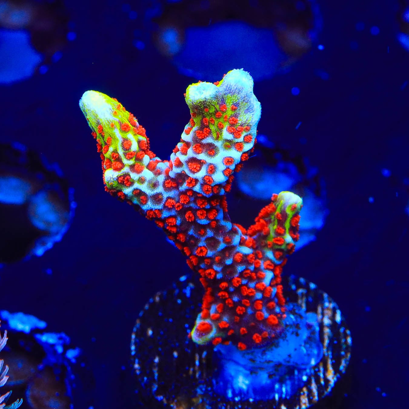 Bubblegum Digitata Montipora Coral