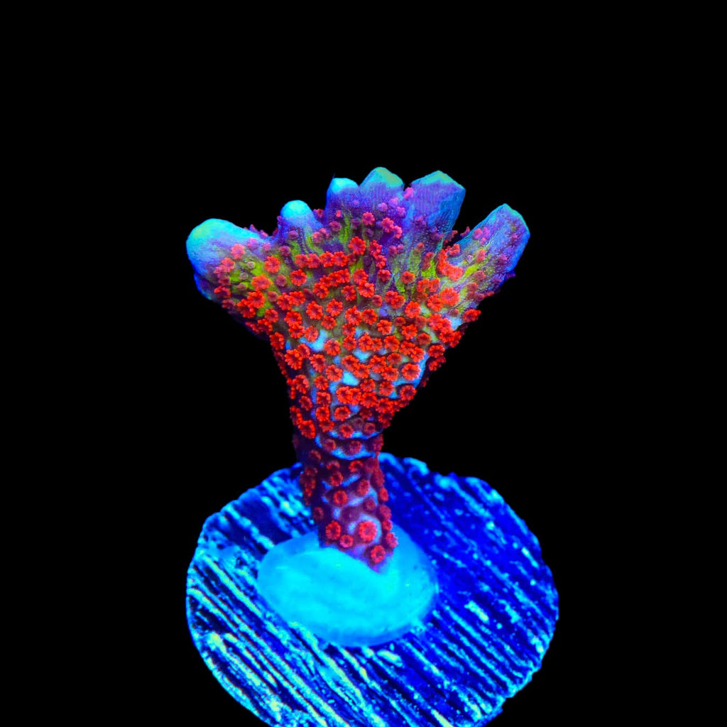 Bubblegum Digitata Montipora Coral