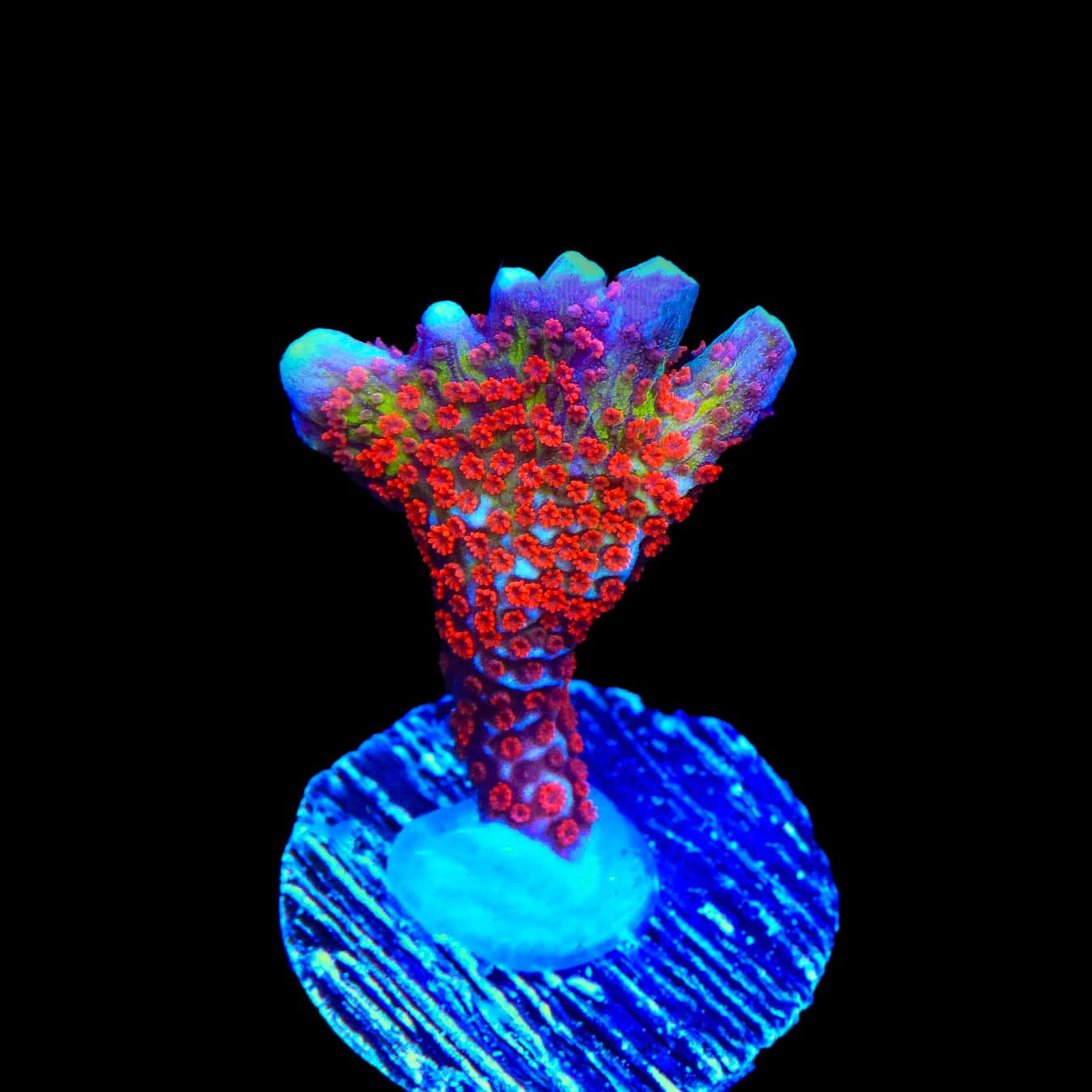 Bubblegum Digitata Montipora Coral