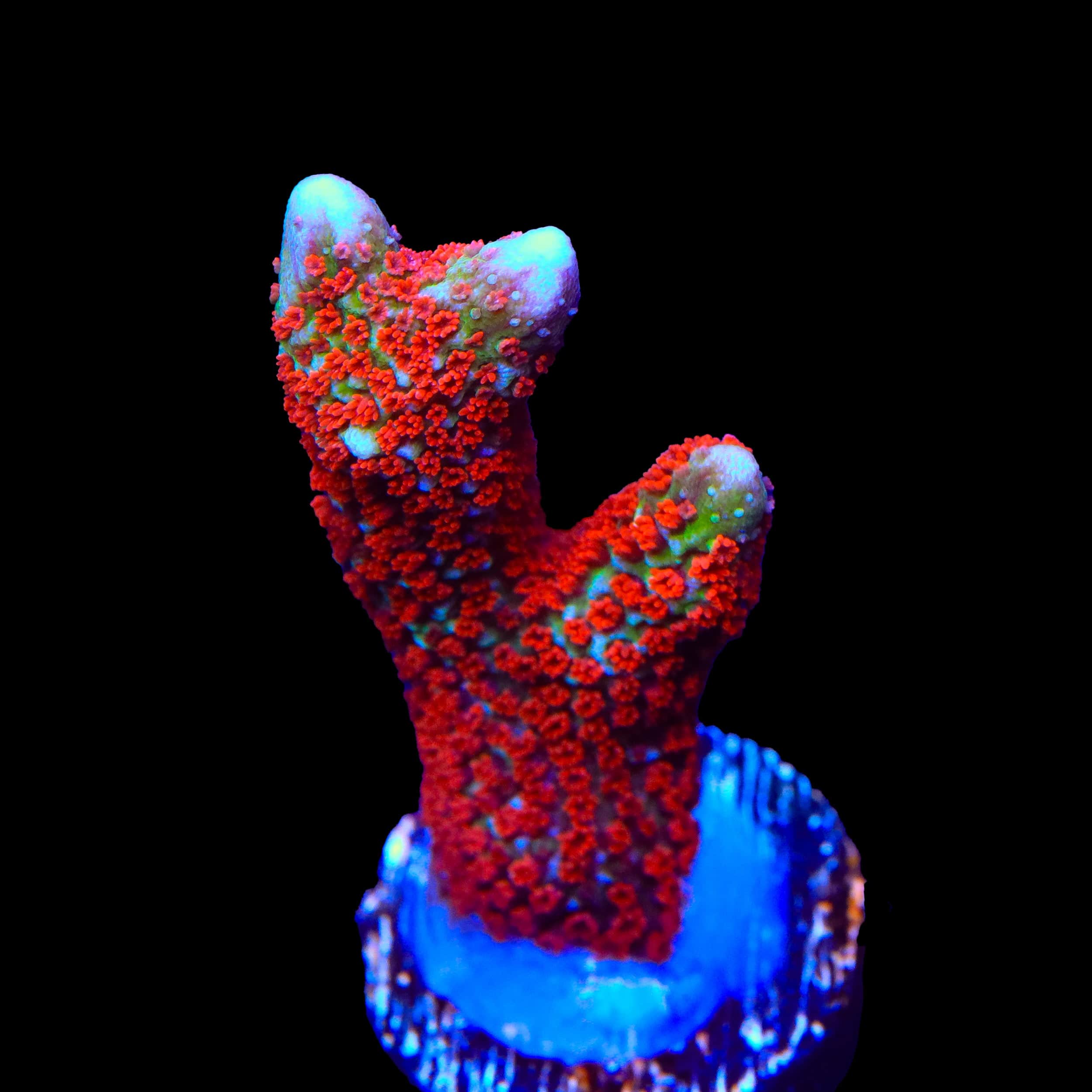 Bubblegum Digitata Montipora Coral