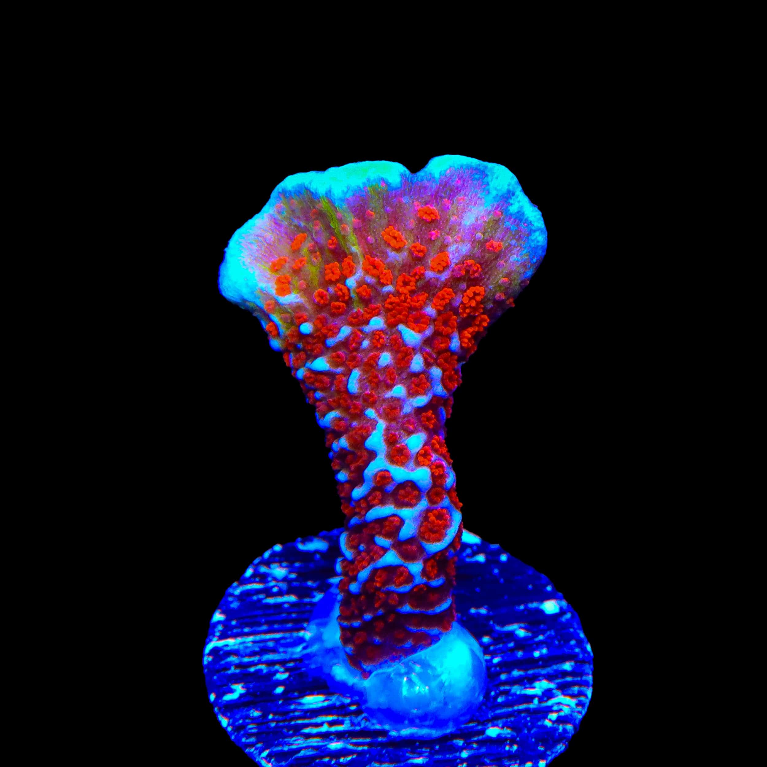 Bubblegum Digitata Montipora Coral