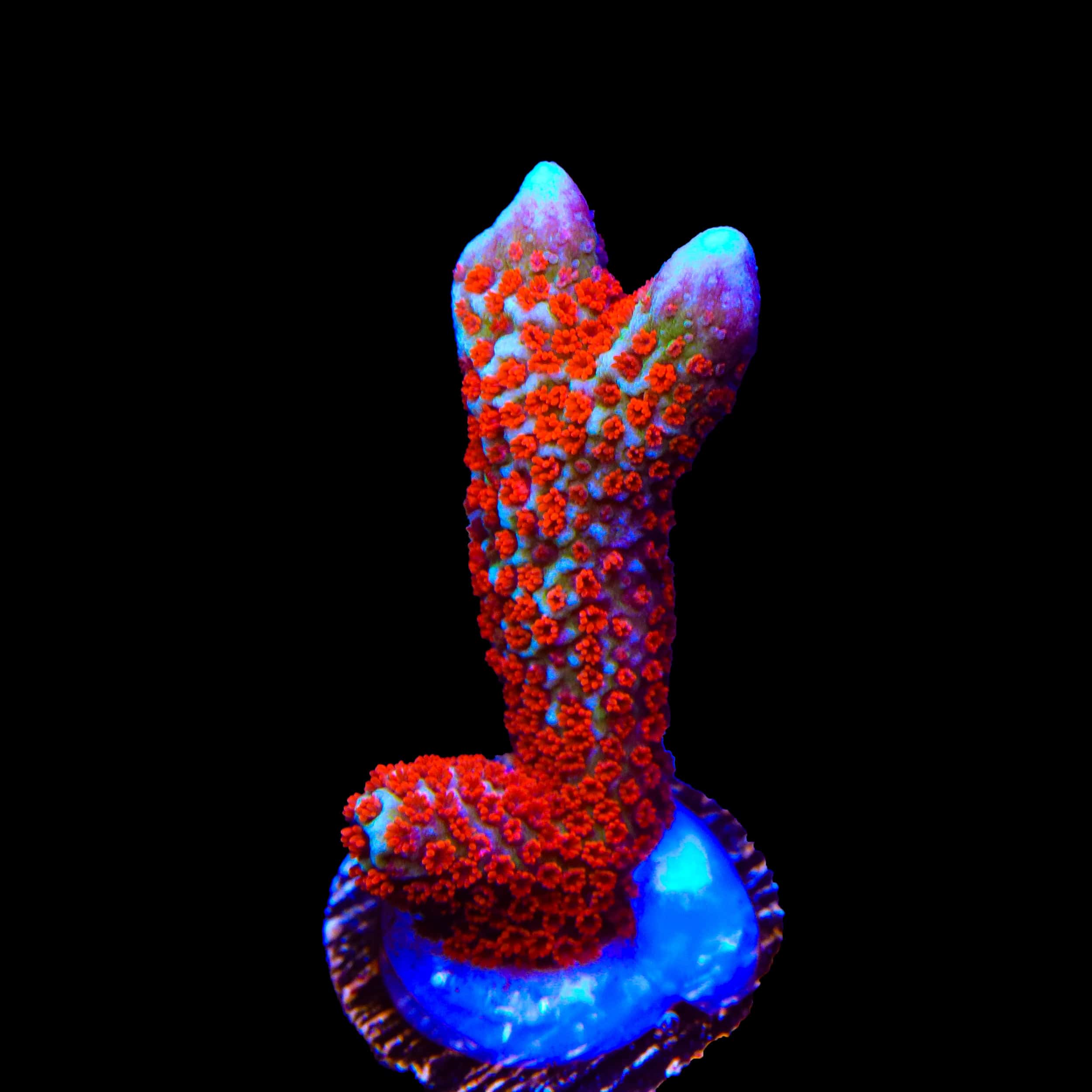 Bubblegum Digitata Montipora Coral