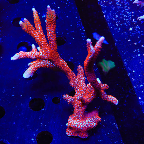 Bubblegum Digitata Montipora Coral