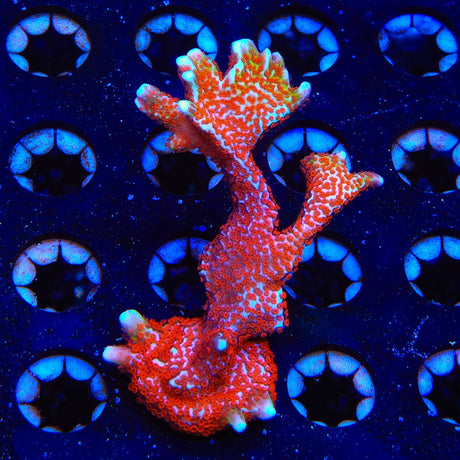 Bubblegum Digitata Montipora XL Frag Coral