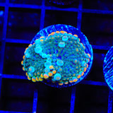Bubbly Cream Soda Yuma Mushroom Coral
