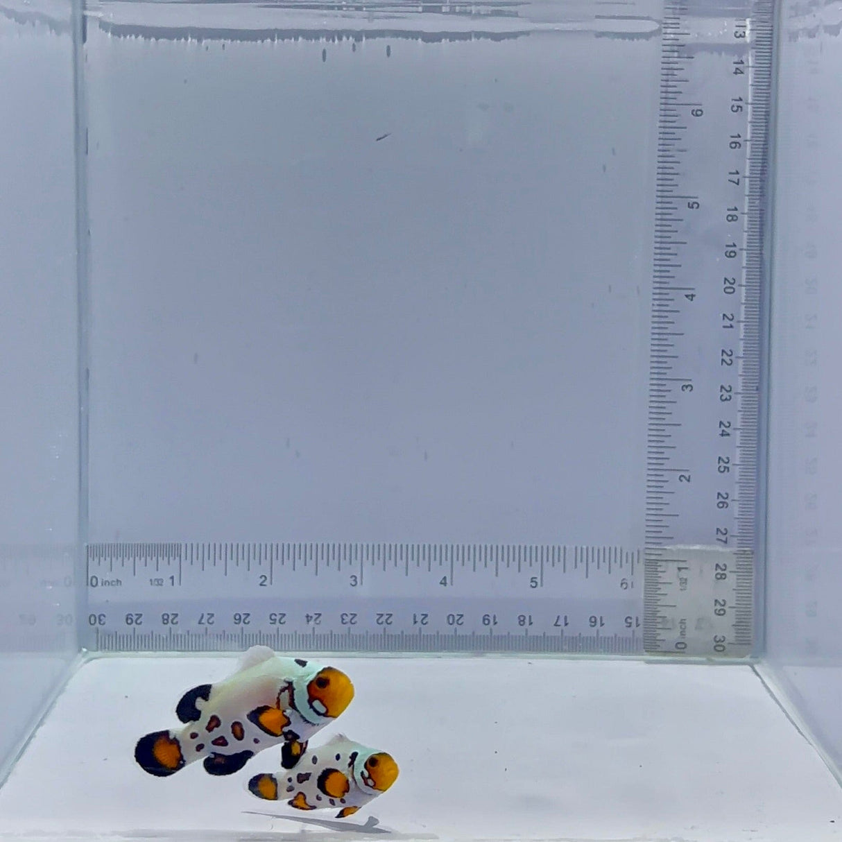 Buckshot Frostbite Clown Fish Pair