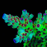 Budgie Smuggler Acropora Coral