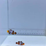 Bullet Hole Pair Clownfish