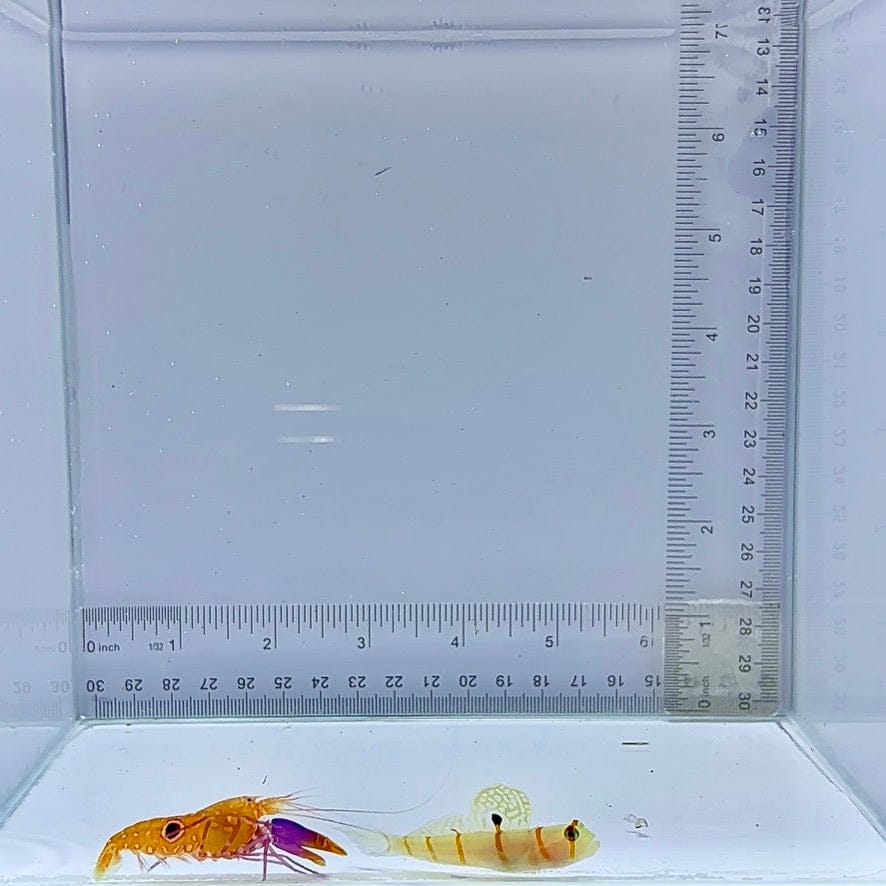 Bullseye Pistol Shrimp (Alpheus soror) x Randalls Goby (Amblyeleotris randalli)