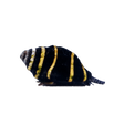 Bumble Bee Snail - Main