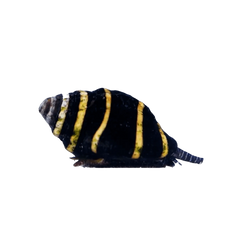 Bumble Bee Snail - Main