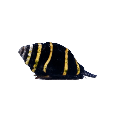 Bumble Bee Snail - Main