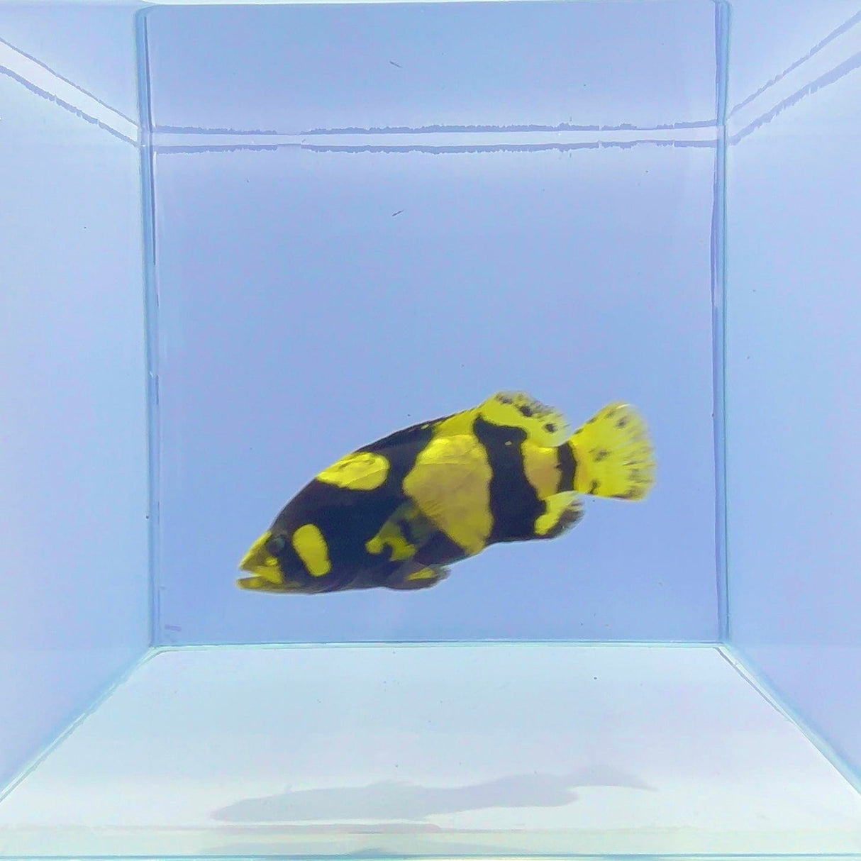 Bumblebee Grouper Fish