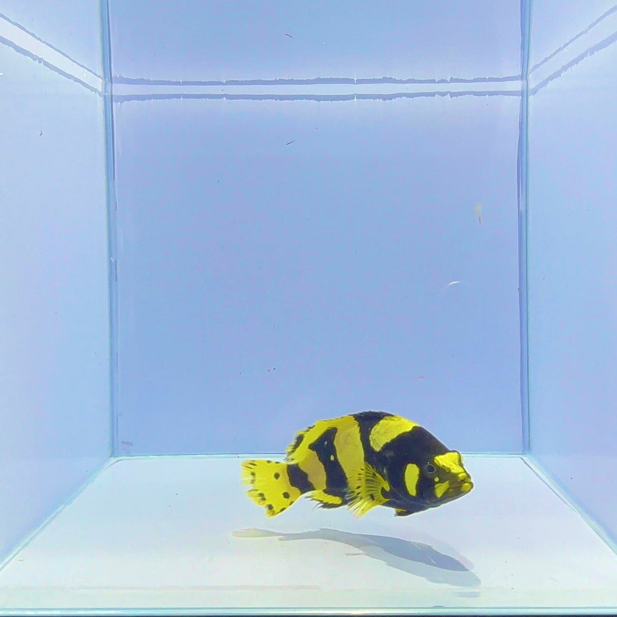 Bumblebee Grouper Fish