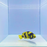 Bumblebee Grouper Fish