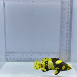 Bumblebee Grouper Fish
