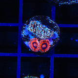 Burning Ember Zoanthids Coral