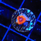 Burning Embers Zoanthids Coral