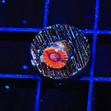 Burning Embers Zoanthids Coral