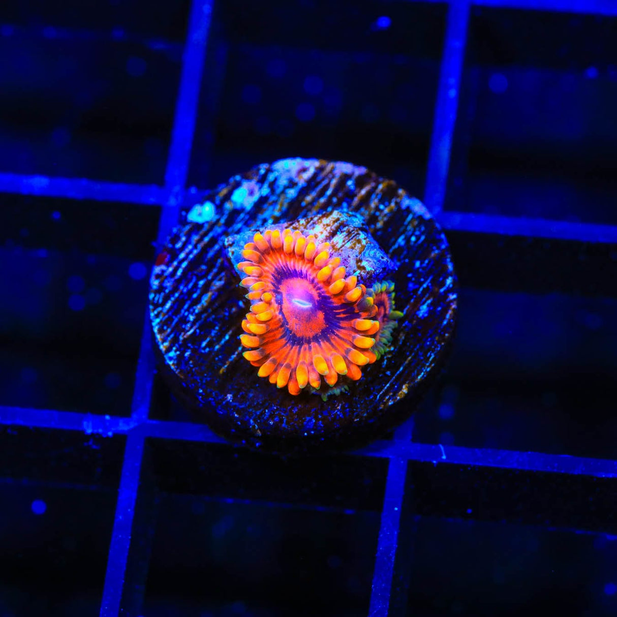 Burning Embers Zoanthids Coral