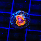 Burning Embers Zoanthids Coral