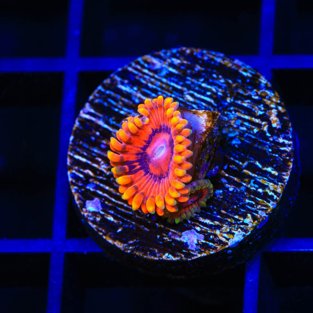 Burning Embers Zoanthids Coral