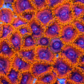 Burning Embers Zoanthids Coral
