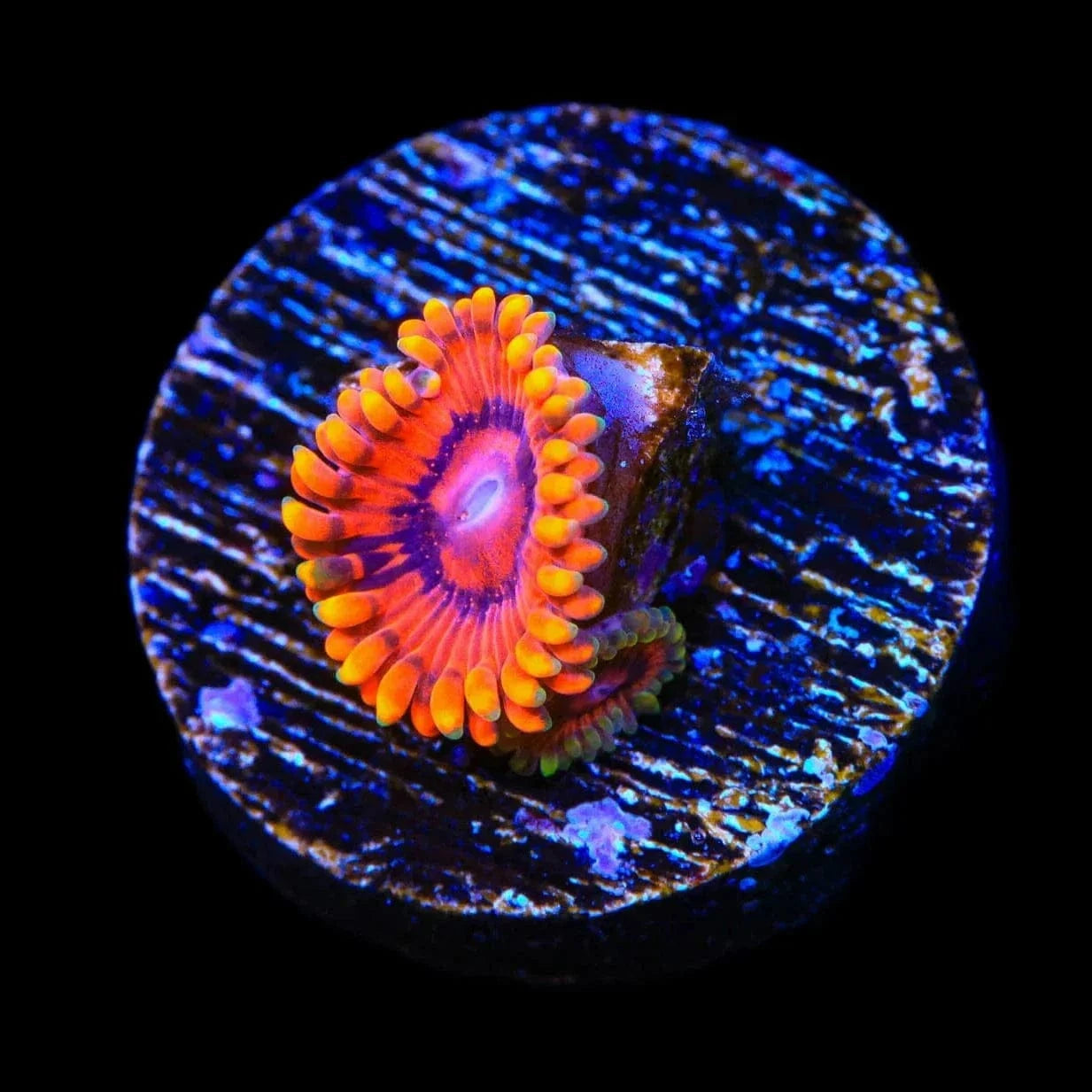 Burning Embers Zoanthids Coral