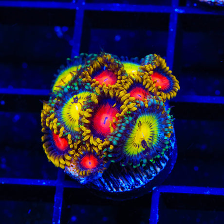 Butt Muncher and Yellow Brick Road Combo Zoanthids Coral
