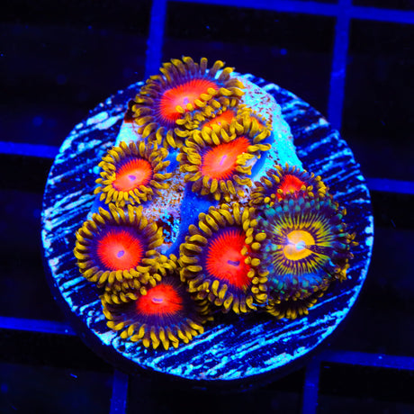 Butt Muncher and Yellow Brick Road Combo Zoanthids Coral