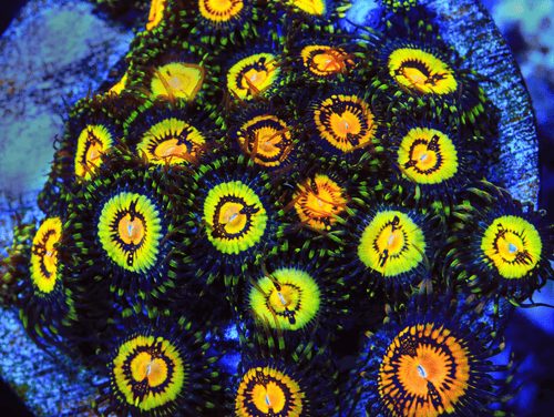 Butt Muncher Zoanthids Coral