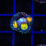 Butt Muncher Zoanthids Coral