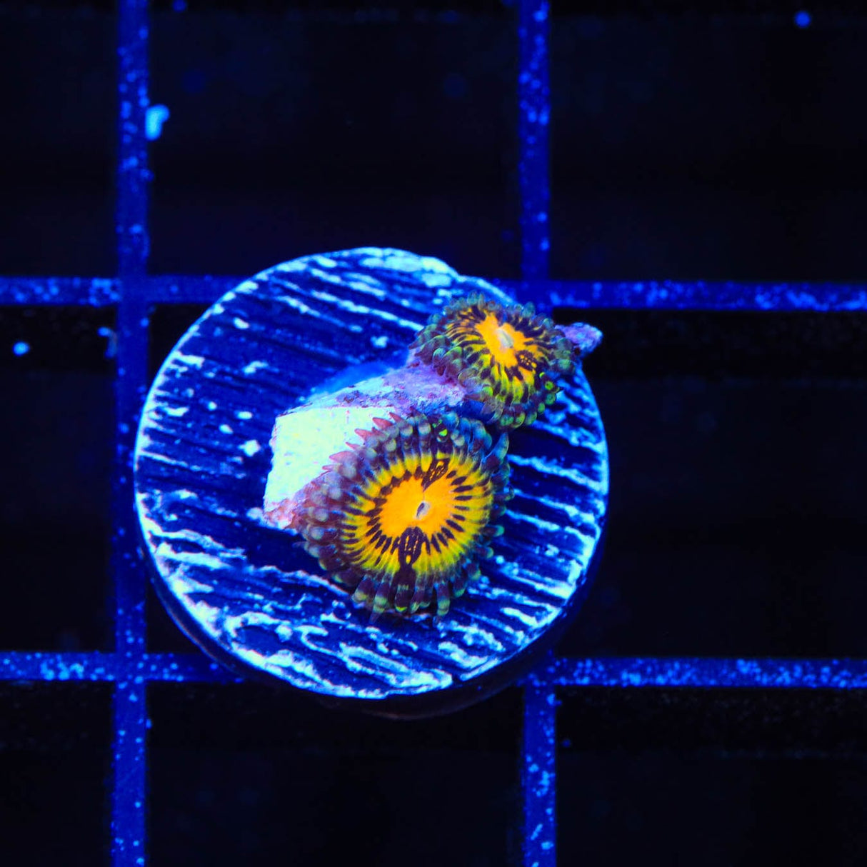 Butt Muncher Zoanthids Coral