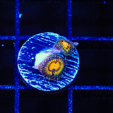 Butt Muncher Zoanthids Coral